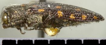 Media type: image;   Entomology 33805 Aspect: habitus lateral view